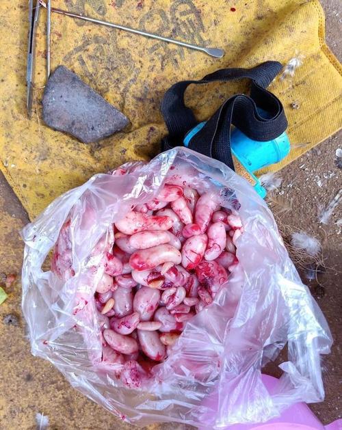 阉鸡通过外科手术摘除了睾丸的公鸡,俗称太监鸡.