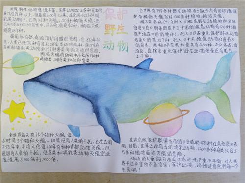 保护动物手抄报一等奖作品