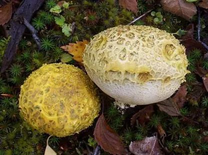 又双叒叕有人被野蘑菇毒倒这些知识你必须知道