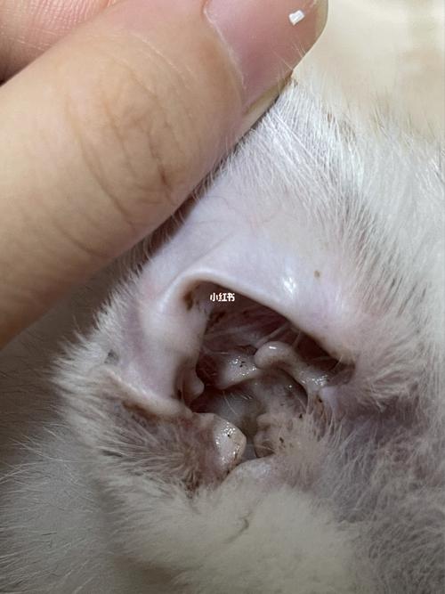 姐妹们求助:银渐层这是耳螨还是耳屎!_耳螨_银渐层_宠物_猫