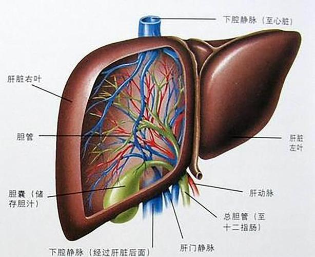 古人认为,肝脏具有发挥智谋,考虑对策,抵抗病邪的功能,因此将它比拟