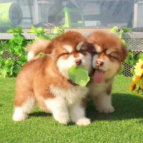 无偿领养纯种熊版棕红色阿拉斯加幼犬活体雪橇犬阿拉斯加宠物狗狗