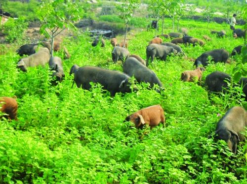 一公斤猪肉卖到80-120元,"高价猪"是怎么养出来的?