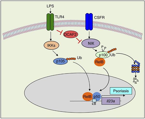 靳津实验室在jem发表论文阐明crl4dcaf2在自身免疫病的重要作用及分子