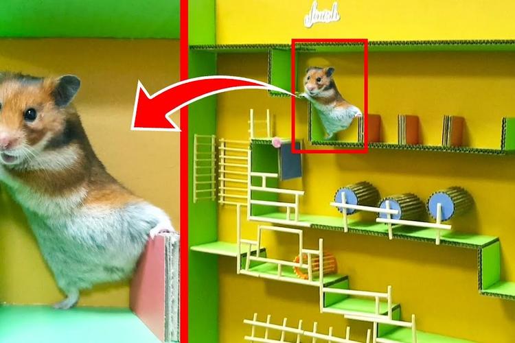 两种迷宫一起来,这是要训练成仓鼠中的特种兵吗?我要当兵王!