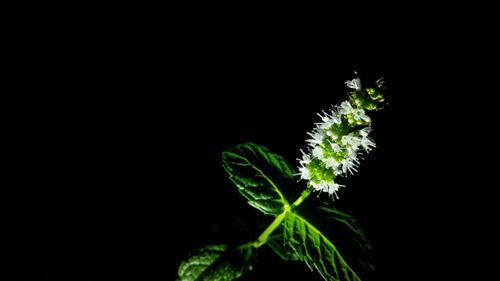 薄荷花
