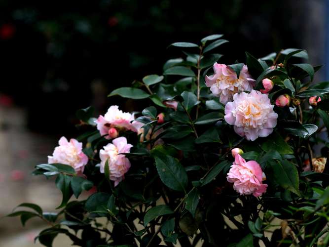 (寻找春天)山茶花 女人花
