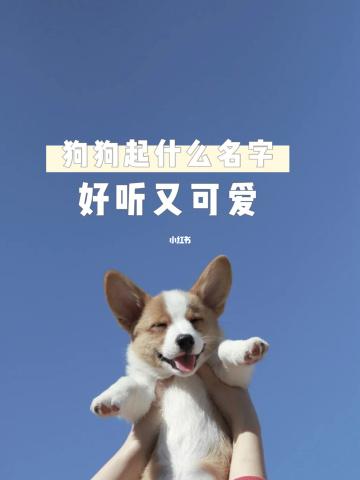 给狗狗取名字