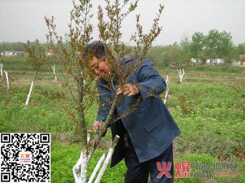 石榴树嫁接技术要点