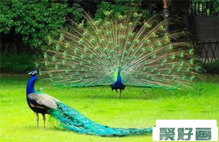 孔雀开屏带颜色简笔画怎么画简笔画教程