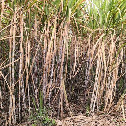 桂糖42号具有植株长含糖量高等特点