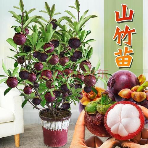 进口泰国无籽山竹苗山竹树苗果树苗盆栽地栽当年结果南北方种植 7年苗
