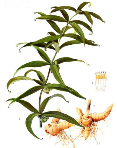 黄精的功效与作用及食用方法黄精补气养阴健脾润肺益肾