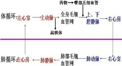 结合如图回答问题:(1)血液流动的动力器官是______.(2
