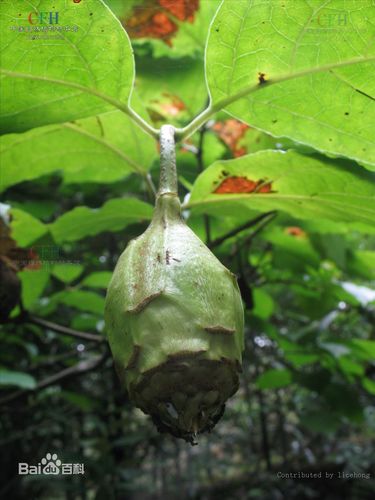 这种是什么果子?外表有点像仙人掌果实但是比较硬,另外中间干裂开来