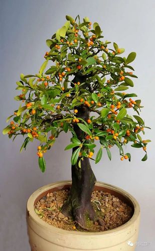 浙江象山林能海金豆作品欣赏