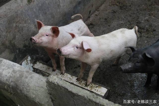 农村养猪人分享"我和四头猪的故事"值得养猪朋友学习