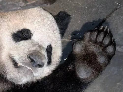 大熊猫作为熊科动物中的异类,不光是个素食主义者,还比其他的熊多长了