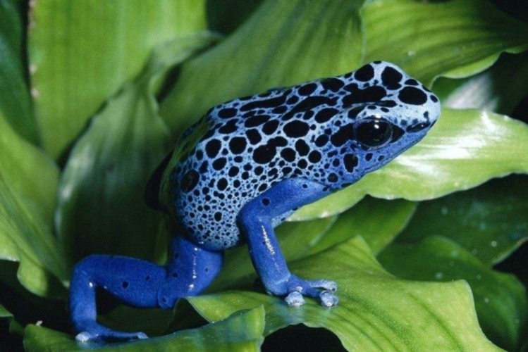 箭毒蛙是世界上外表最美丽的青蛙,同时也是毒性最强的物种之一.