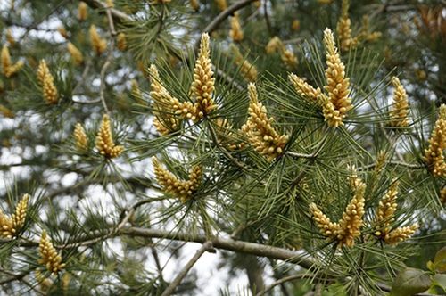 松树雄花序