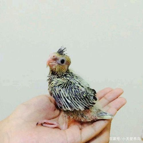 怎样能养一只亲人的玄凤鹦鹉