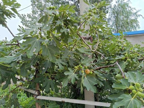 门前有株无花果树