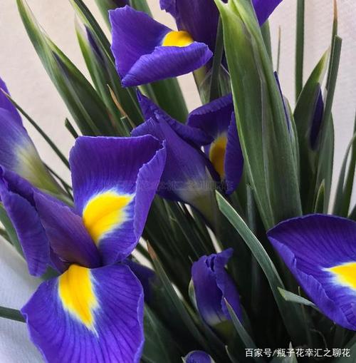 寓意美好的鸢尾花,独特的花型,传递不一样的美丽