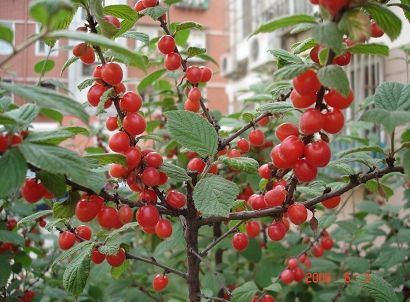 六月的花,草和果树