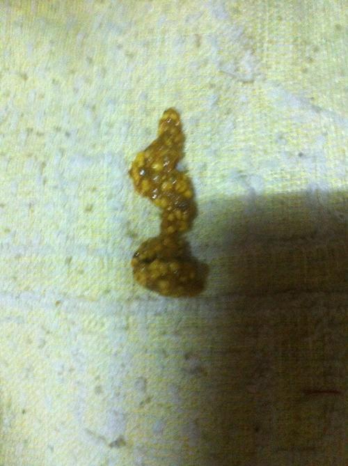 后来怕狗妈妈负担太重了~从13,4天开始早晚各喂一顿羊奶粉.