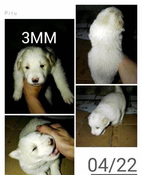 刚满月的边牧,家养的(公母均有)