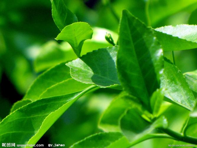 绿色叶子图片