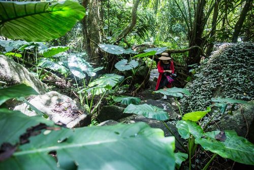 中国亚马逊热带雨林,寻找血兰花,惊现杀人树和萌兽