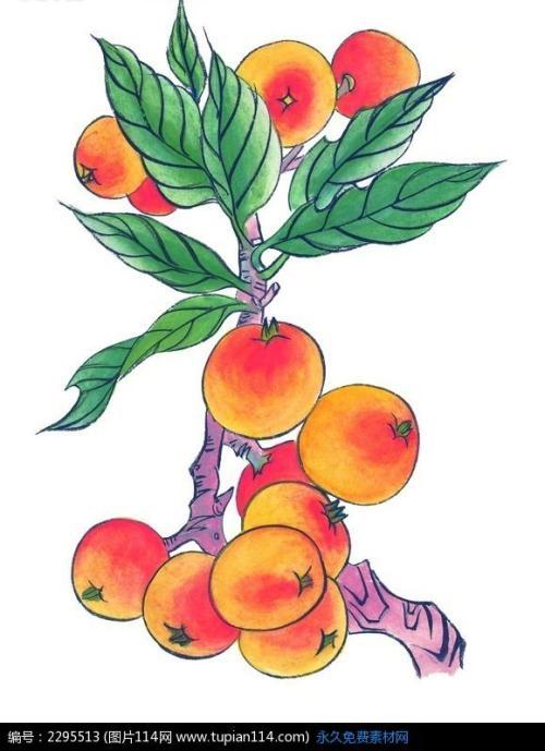 春天的枇杷树简笔画