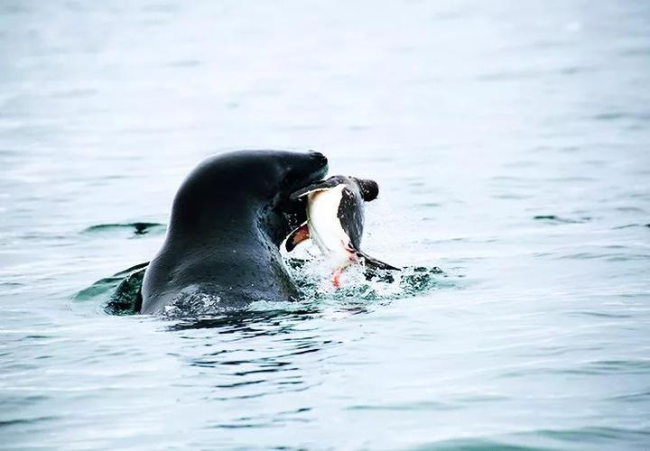 少年科学粉 | 南极形象大使"企鹅"的天敌居然是它!