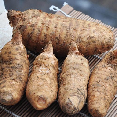 野生 天麻350克7两野生15年新鲜小天麻