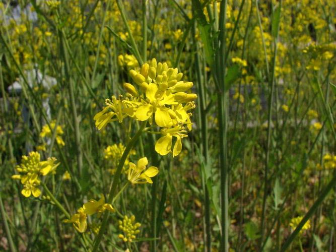 菘蓝图片和介绍