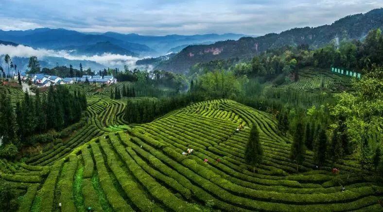 峨眉山茶行走的川茶名片
