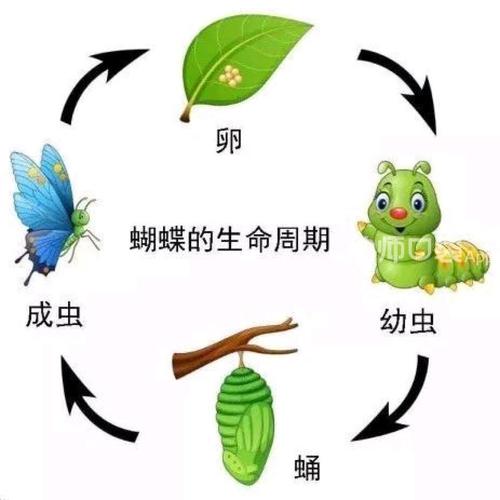 科学《美丽的蝴蝶》