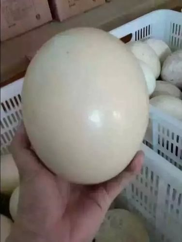 鸵鸟苗,鸵鸟蛋,鸵鸟肉,鸵鸟蛋雕 注册资金:人民币 100 - 250 万元