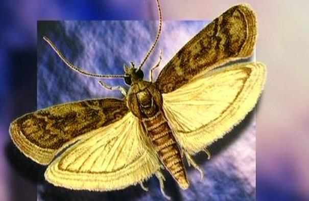 烟草粉螟是什么虫杀虫公司如何消灭它