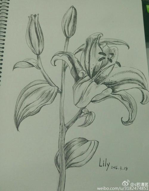 百合的素描简笔画