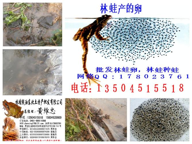 长白山亚种林蛙种蛙供应商