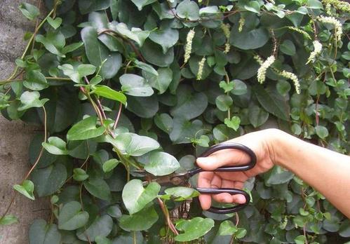 藤三七,落葵属多年生缠绕藤本植物,其成株长度可达数米,叶子为卵形