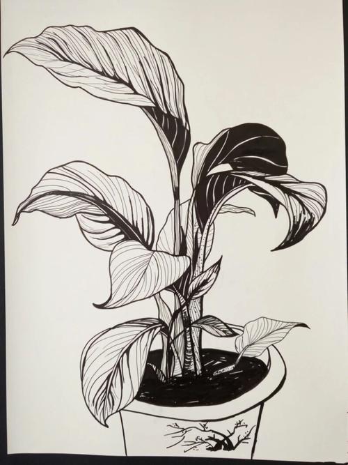 其它 线描写生——植物篇(8次课时) 写美篇 课业类型:造型·表现 教学