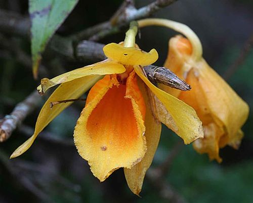 看花识石斛我国76个石斛属植物的种类和分布