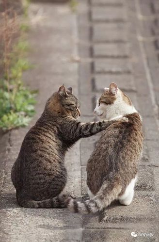 搞笑猫咪图片集锦每一张都那么有趣