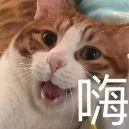 表情包丨不要以为我不在,其实我随时都在