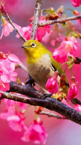 春天鸟语花香手机壁纸_风景壁纸_手机壁纸_主题之家