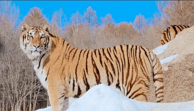 黑龙江省海林市横道河子东北虎林园是目前世界最大的东北虎人工繁育