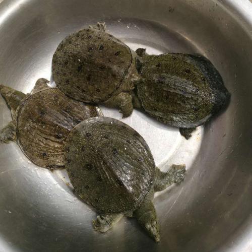 小甲鱼苗活体王八农家生态海鲜中华老鳖团水鱼生甲鱼